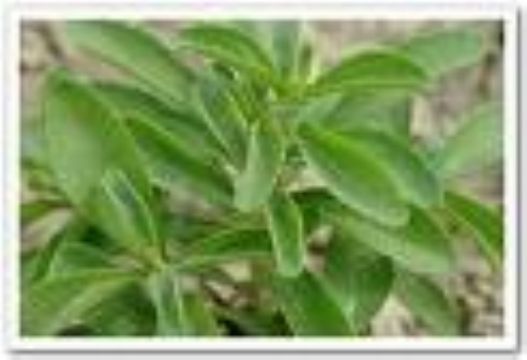 Stevia Leaf Extract